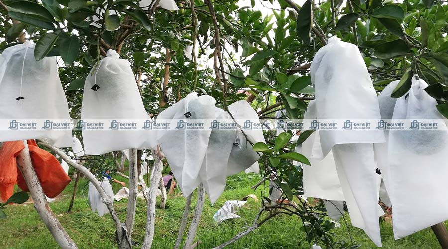 Ứng dụng vải không dệt làm túi bọc trái cây