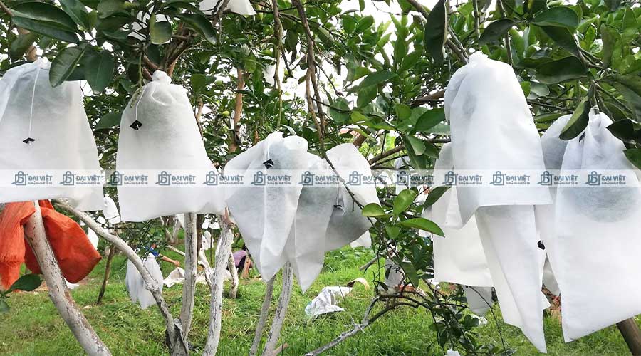Vải không dệt SMS được dùng để làm túi bọc bảo vệ trái cây